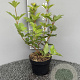 Viburnum opulus 'Roseum' 30-40 cm 3,0L