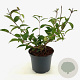 Viburnum plic. 'Pink Beauty' 30-40 cm 3,0L