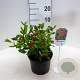 Viburnum tin. 'Gwenllian' 25-30 cm 3,5L