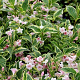 Weigela florida 'Nana Variegata' 30-40 cm 3,0L