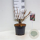 Weigela 'Red Prince' 30-40 cm 3,0L