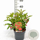 Weigela 'Red Prince' 30-40 cm 3,0L