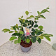 Hamamelis int. 'Arnold Promise' 60-80 cm 5,0L
