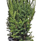 Taxus media 'Hillii' 60-80 cm 4,0L