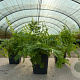 Athyrium f.-f. 'Vernon. Cristatum' GM P9