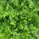 Athyrium f.-f. 'Vernon. Cristatum' GM P9