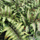 Athyrium niponicum 'Applecourt' GM P9