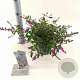 Buddleja Free Petite Dark Pink 20-25 cm 2,0L