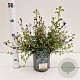 Ceratostigma griffithii 30-40 cm 2,5L