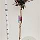 Cotinus cog. 'Royal Purple' 80 cm stam 4,0L