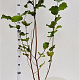 Corylus m. 'Purpurea' 150-175 cm 5,0L