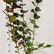 Corylus m. 'Purpurea' 150-175 cm 5,0L
