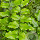 Cyrtomium fortunei GM P9