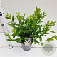 Deutzia gracilis 25-30 cm 2,5L