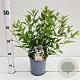Deutzia gracilis 25-30 cm 2,5L