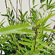 Fargesia nitida 'Black Pearl' 100-125 cm 5,0L