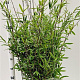 Fargesia nitida 'Black Pearl' 100-125 cm 5,0L