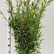 Fargesia nitida 'Black Pearl' 100-125 cm 5,0L