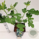 Ficus car. 'Brown Turkey' 50-60 cm 5,0L