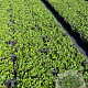 Fragaria vesca GM P9