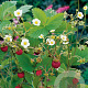 Fragaria vesca GM P9