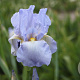Iris (G) 'Springtime Madonna' GM P9