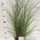 Miscanthus sin. 'Kleine Silbersp.' 60-80 cm 4,0L