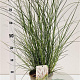 Miscanthus sin. 'Kleine Silbersp.' 60-80 cm 4,0L