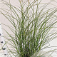 Miscanthus sin. 'Kleine Silbersp.' 60-80 cm 4,0L