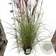 Miscanthus sin. 'Red Chief' 60-80 cm 4,0L