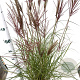 Miscanthus sin. 'Red Chief' 60-80 cm 4,0L