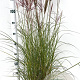Miscanthus sin. 'Red Chief' 60-80 cm 4,0L