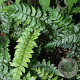 Polystichum 'Spiny Holly' GM P9