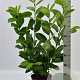 Prunus I. 'Rotundifolia' 60-80 cm 5,0L