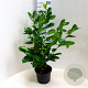 Prunus I. 'Rotundifolia' 60-80 cm 5,0L