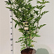 Sambucus nigra 60-80 cm 10L