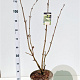 Sambucus nigra 60-80 cm 10L