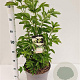 Sambucus nigra 60-80 cm 10L