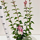 Syringa microphylla 'Superba' 60-80 cm 4,5L
