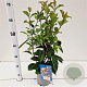 Viburnum bodn. 'Dawn' 40-50 cm 2,5L