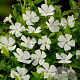 Vinca minor 'Elisa' GM P9