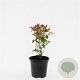 Diervilla splendens GM C1.3
