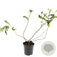 Diervilla splendens GM C1.3