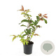 Diervilla splendens GM C1.3