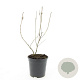 Diervilla splendens GM C1.3