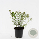 Hypericum dummeri 'Peter Dummer' GM C1.3