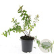 Hypericum kouytchense GM C1.3