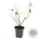 Hypericum kouytchense GM C1.3