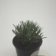 Lavandula ang. 'Munstead' GM C1.3
