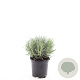 Lavandula ang. 'Munstead' GM C1.3